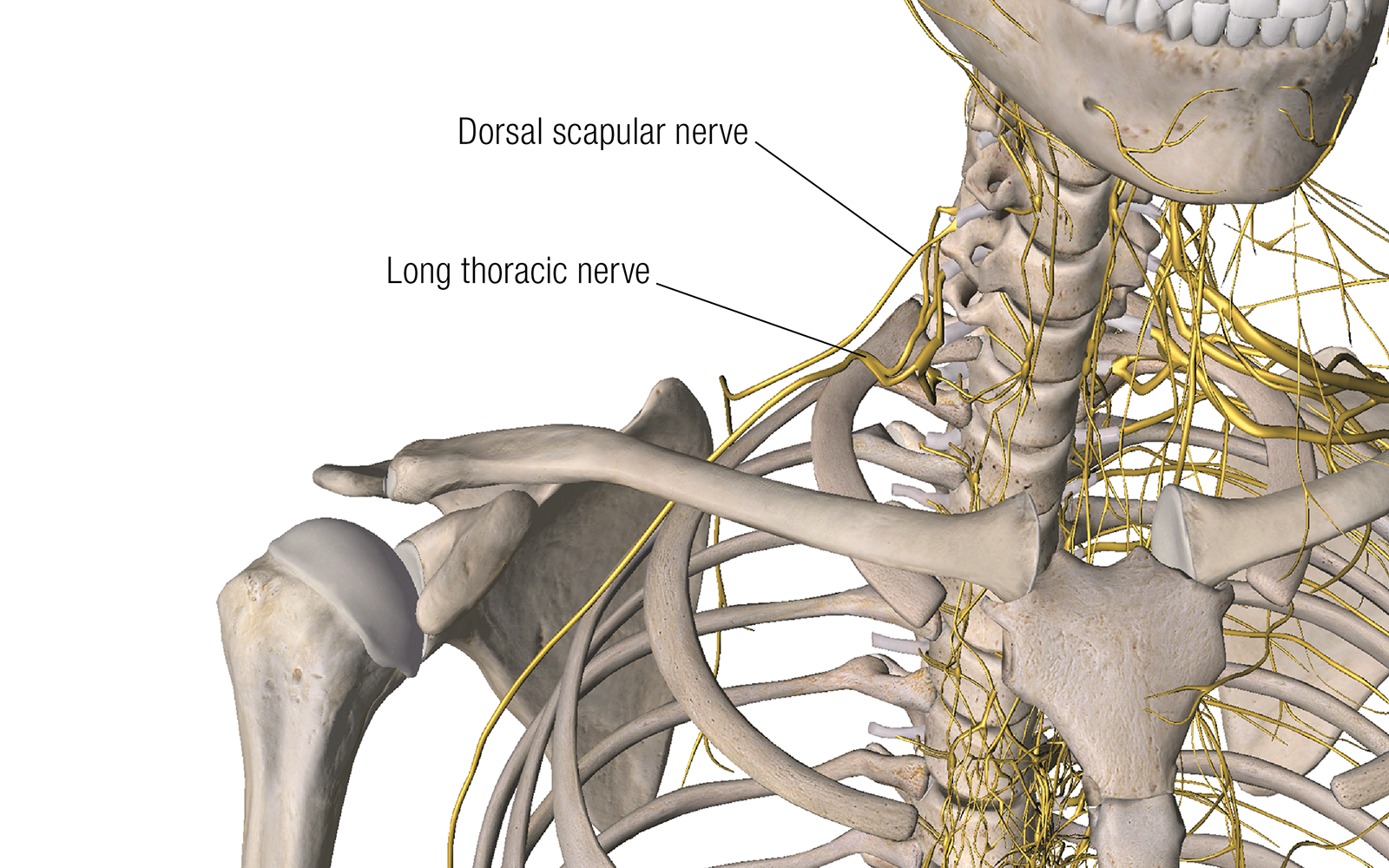 JF16_ScienceofNerves2