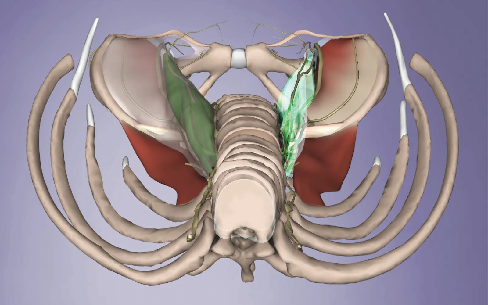 JA_15_MyofascialTil1_Main_1600 JA_15_MyofascialTil1_Main_1600