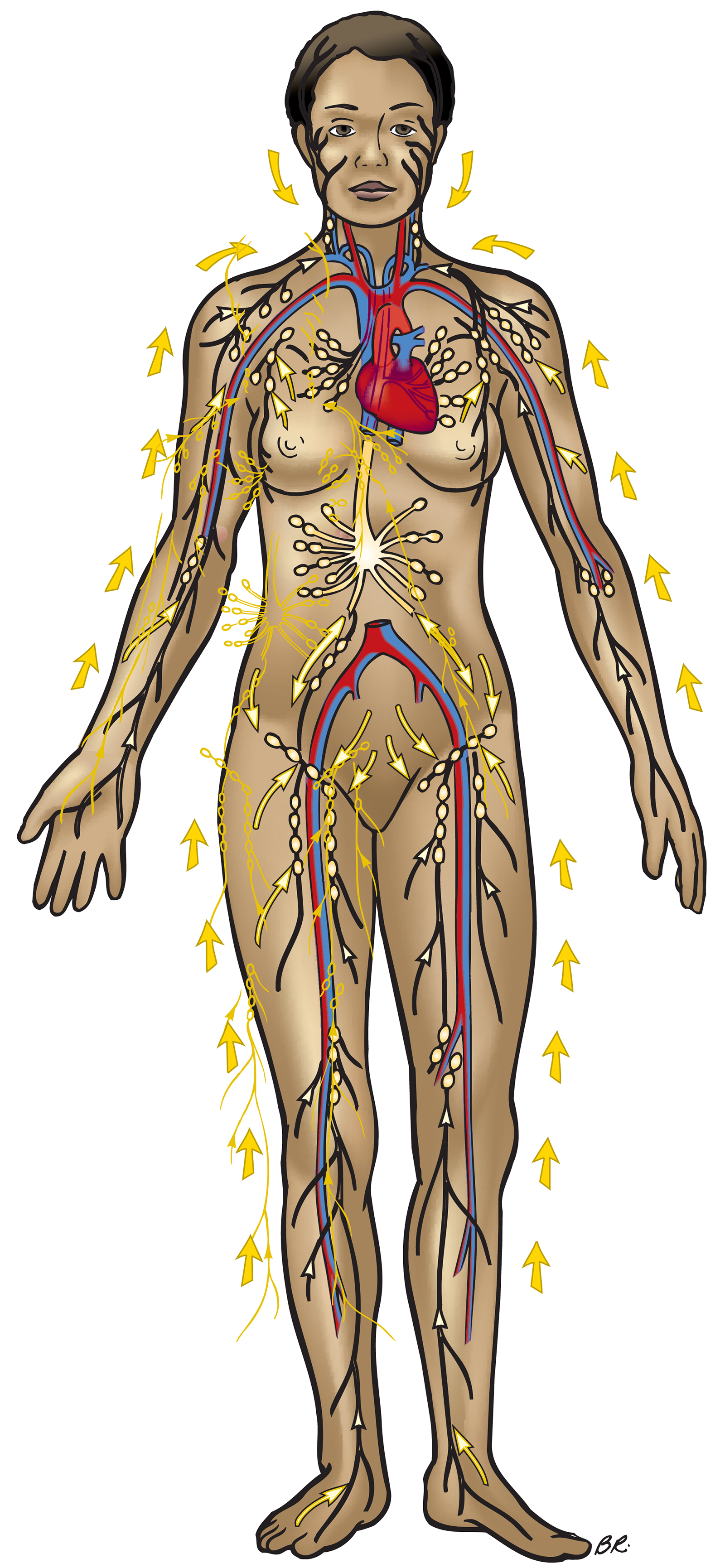 JF16_Lymph2