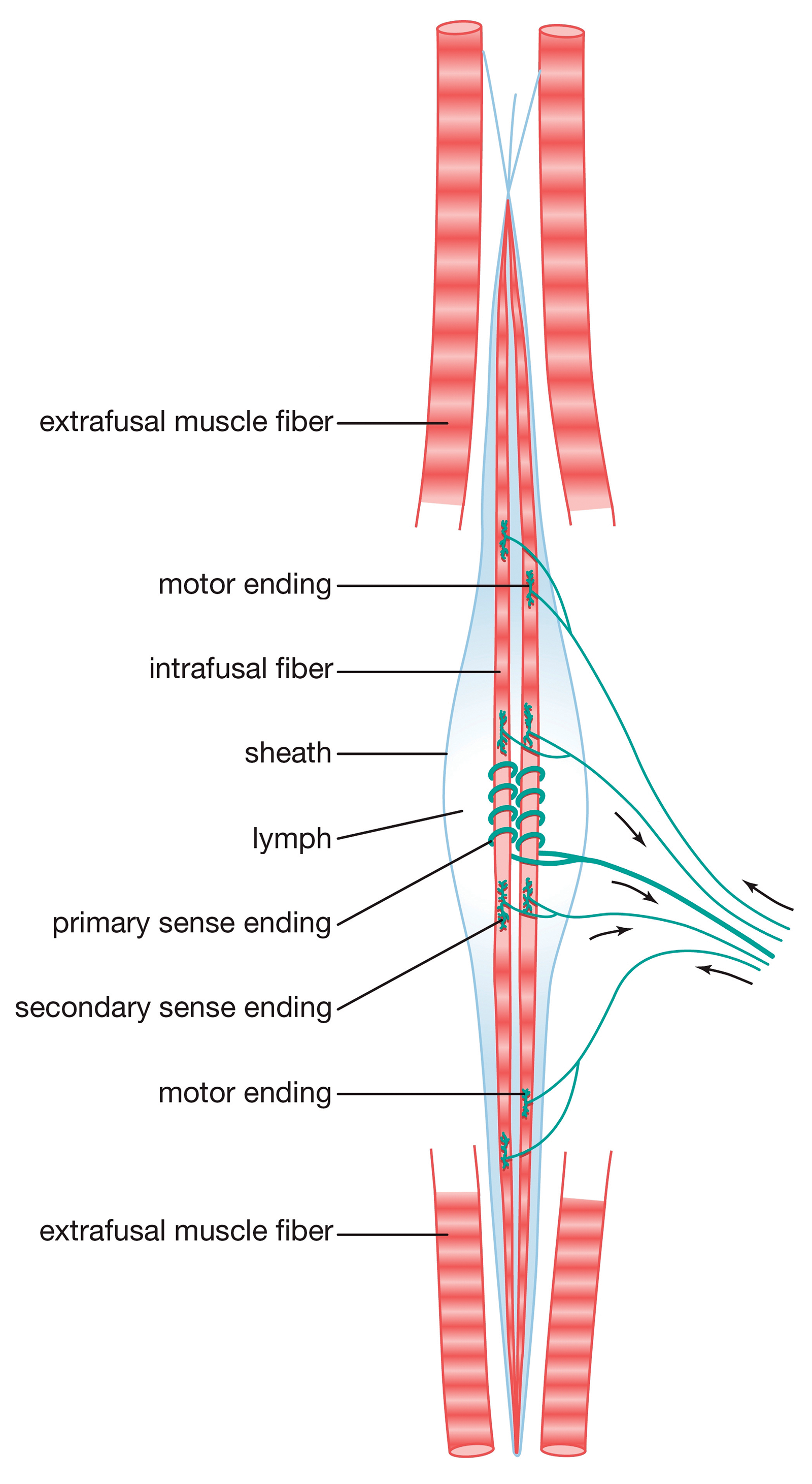 MA_16_FunctionalAnatomy_Secondary1_GettyImages_1600 MA_16_FunctionalAnatomy_Secondary1_GettyImages_1600