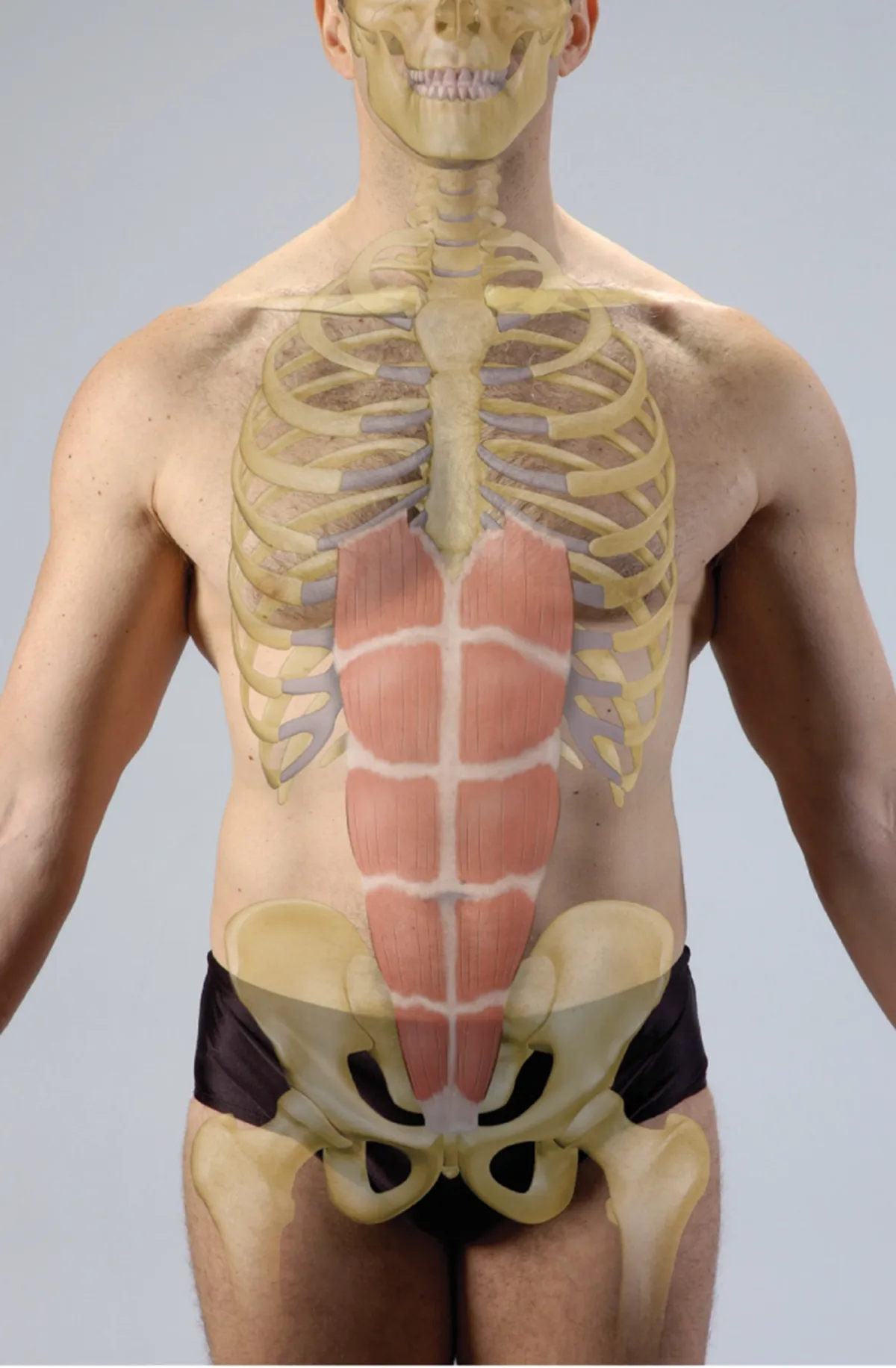 Rectus Abdominis Teaser Image