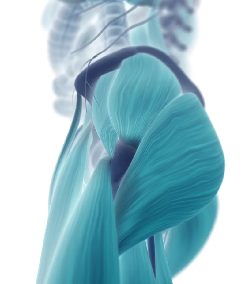 MA_19_FascialDysfunction_iStock-544967958_800