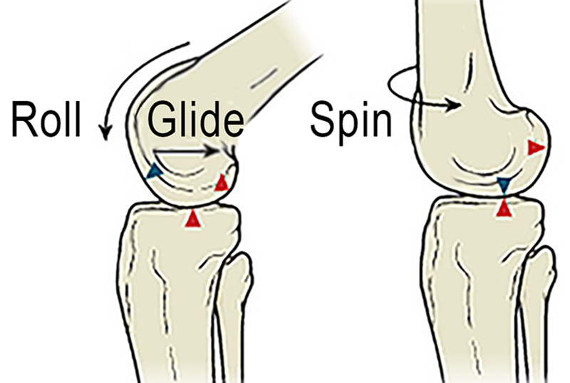 JA20_Bones as Levers2
