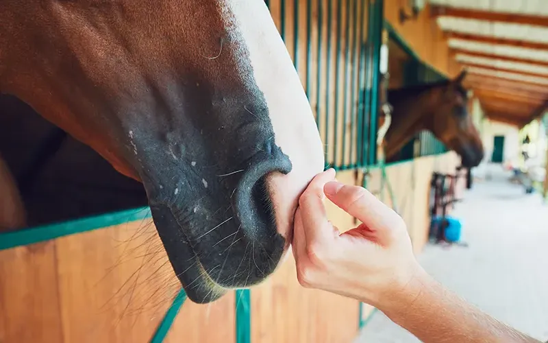 JF21_StandingGroundwithAnimals2