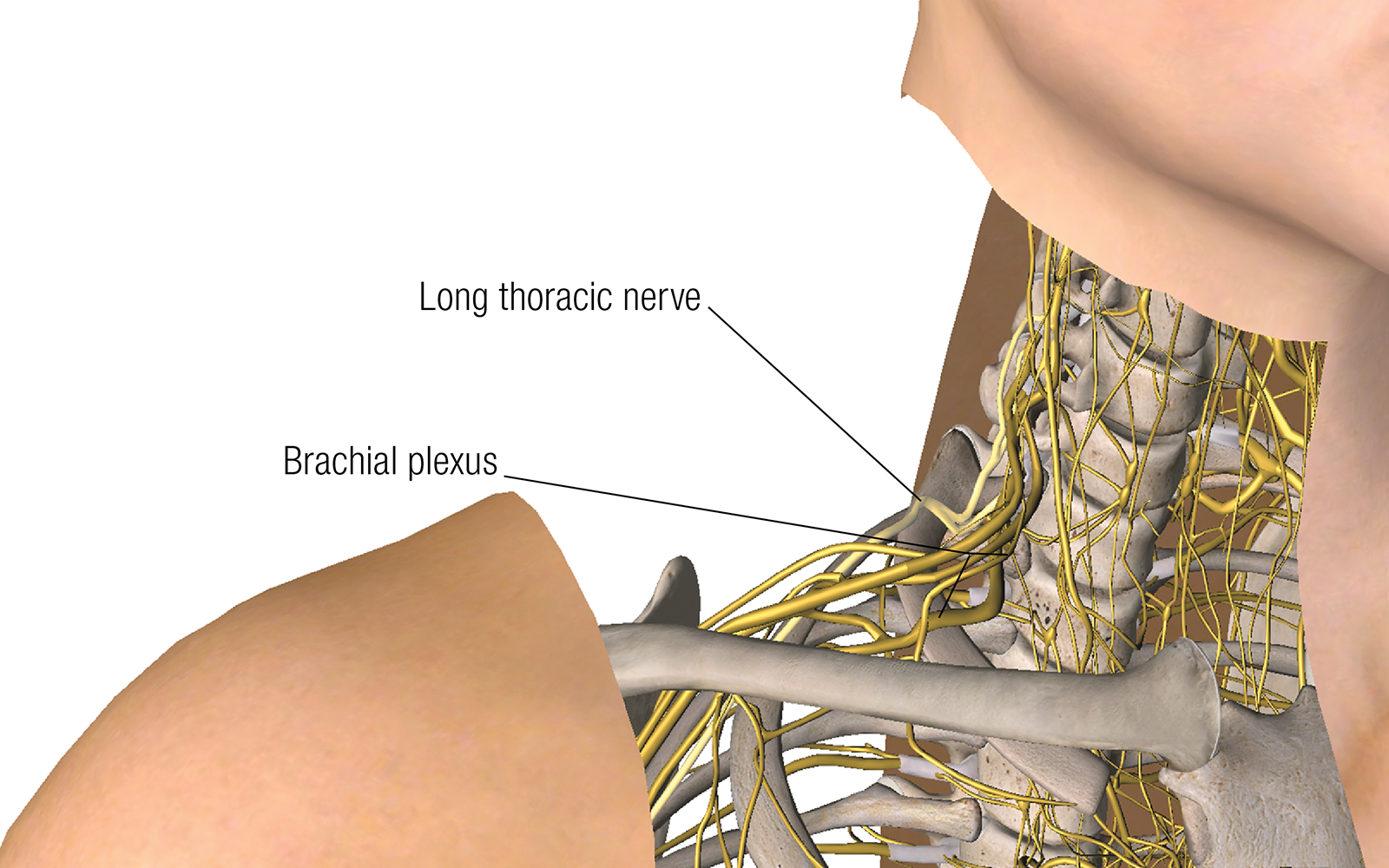 JF16_ScienceofNerves1