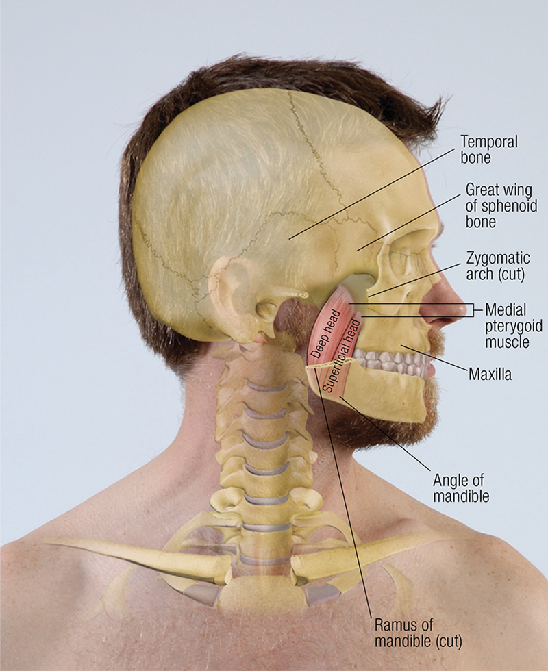 SO19_Medial Pterygoid