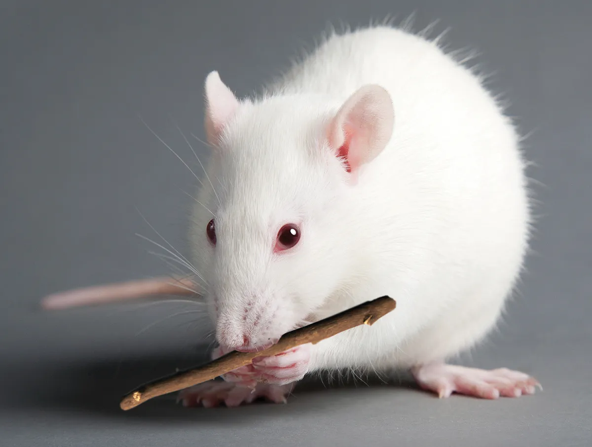 SO20_Rethinking the Body Stress Response_Main