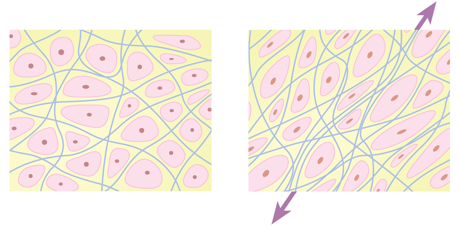 SO_16_LivingFascia_Cells_1600
