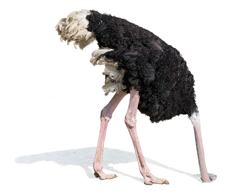 JF_19_A-ZGuide_OforOstrich_iStock-501937216_800