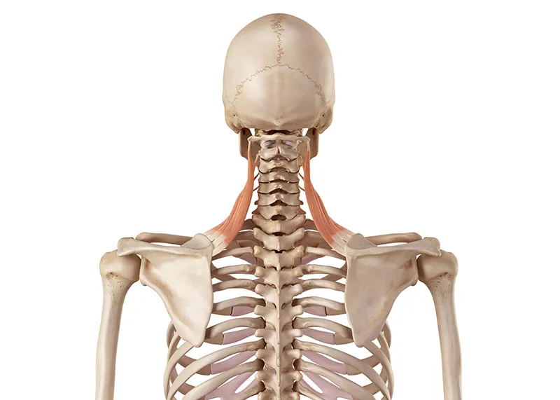 JA_19_MassageSloth_LevatorScapulae_800