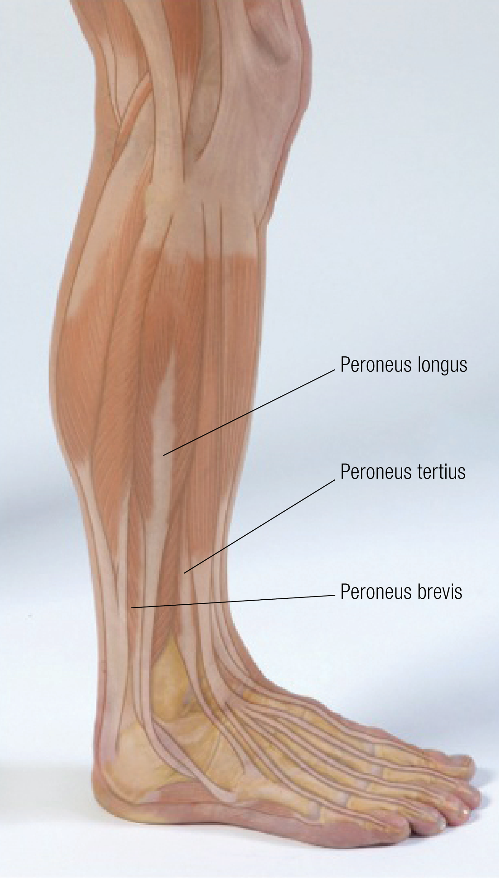 JA_14_FunctionalAnatomy_Main_1600 JA_14_FunctionalAnatomy_Main_1600