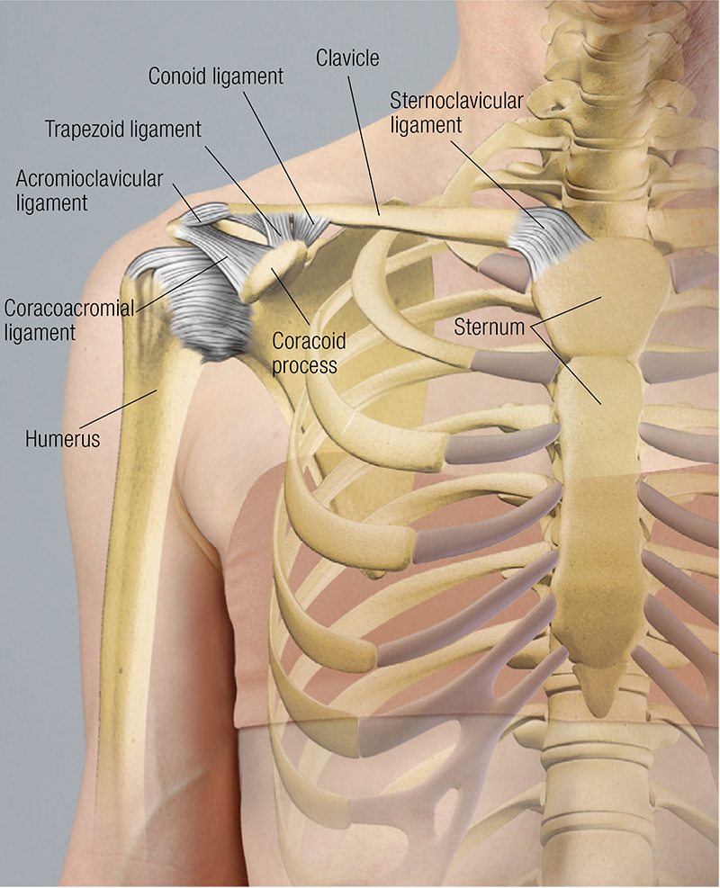 ND_19_FunctionalAnatomy1_800