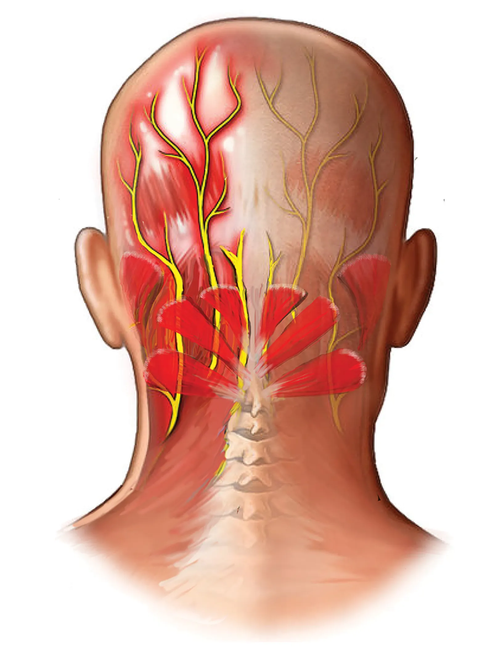 JA_14_Myoskeletal2_1600