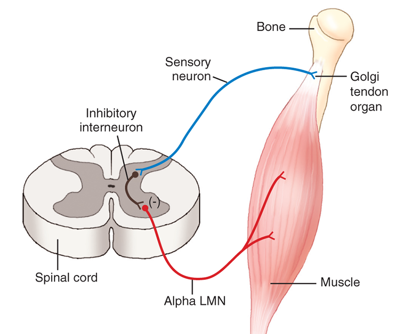 MJ_19_StretchingTheNeck5B_800