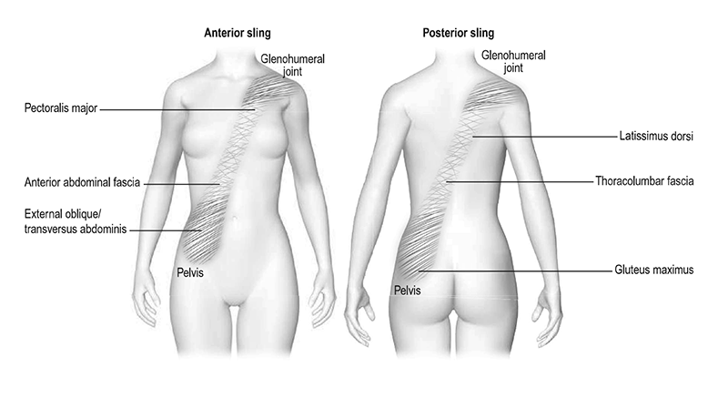 MA_19_FascialDysfunction2_800
