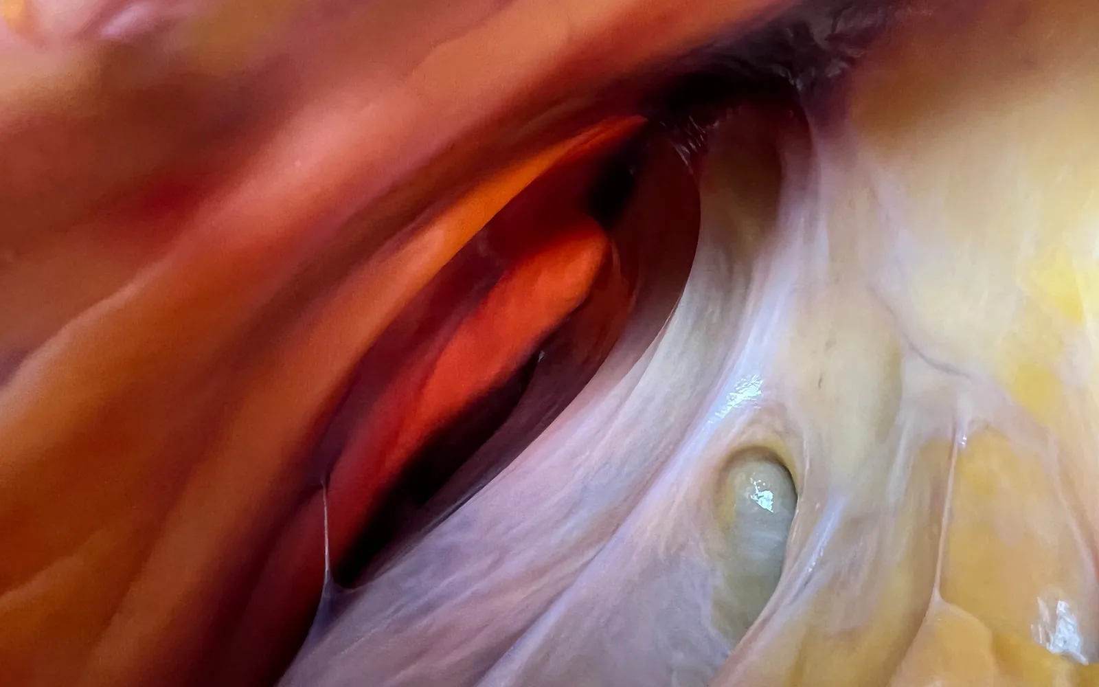 AUT_26_AnatomyTouch1_Main_AnatomySCAPES_1600 AUT_26_AnatomyTouch1_Main_AnatomySCAPES_1600