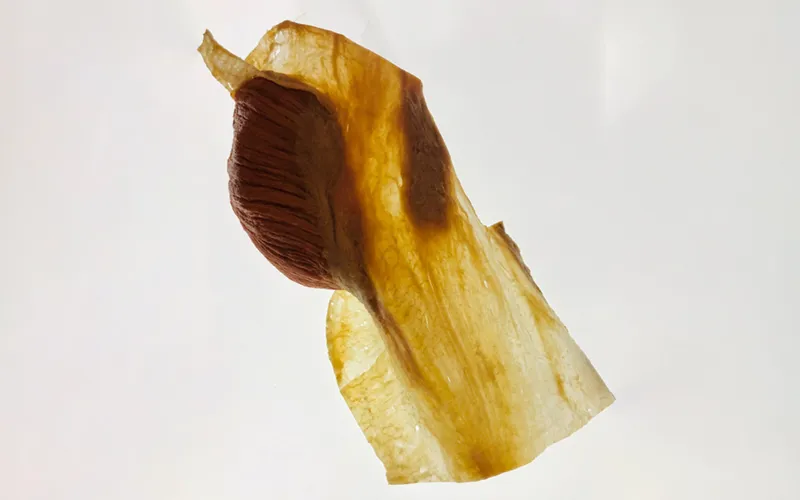 Fascia Research Congress5 Plastinate