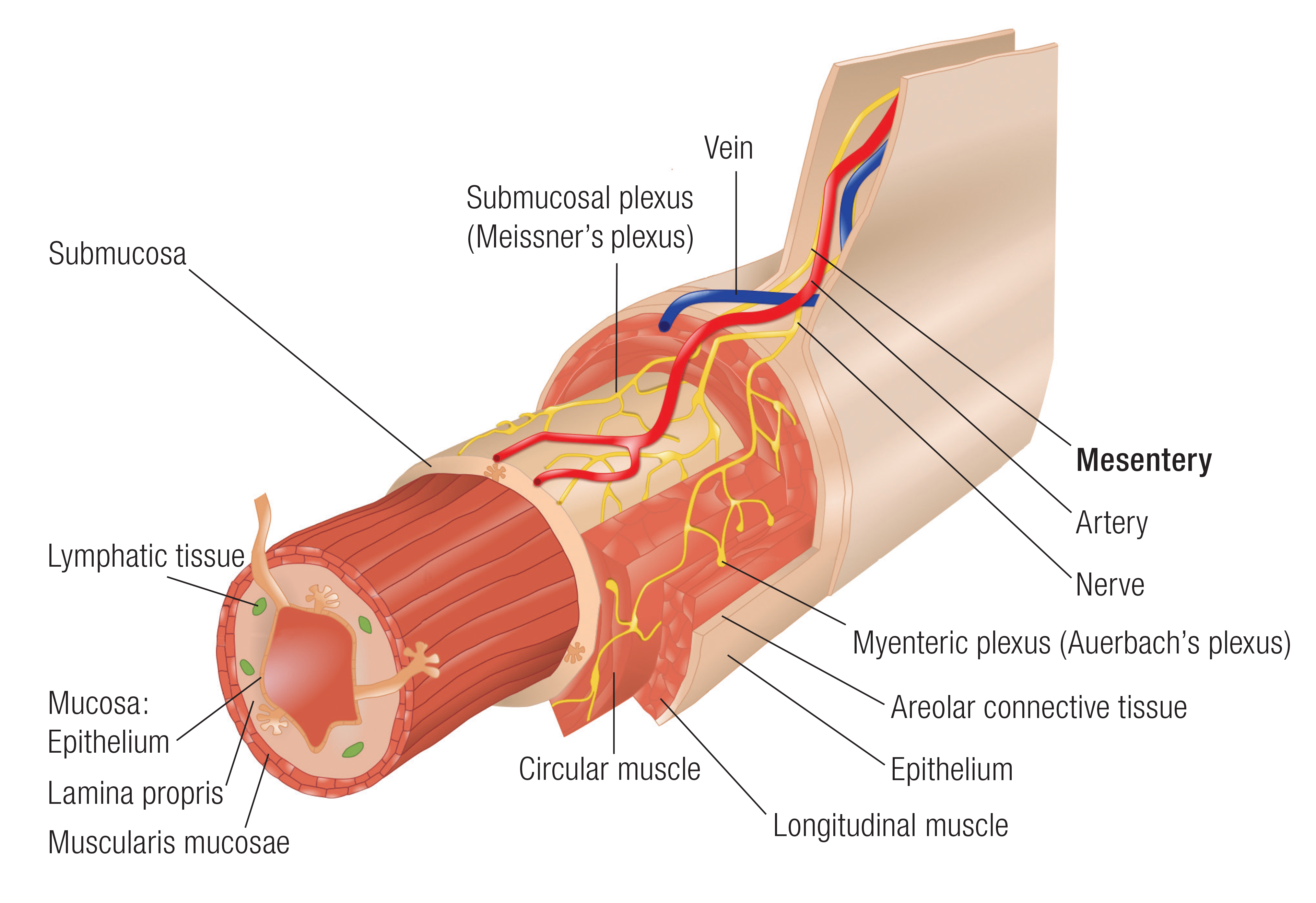 MA_15_Myofascial2_1600 MA_15_Myofascial2_1600