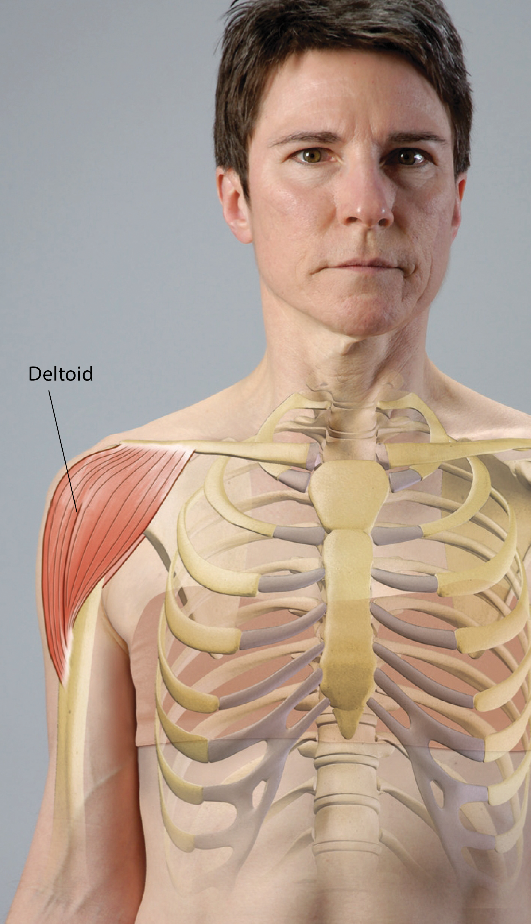 JF16_FunctionalAnatomy1 JF16_FunctionalAnatomy1