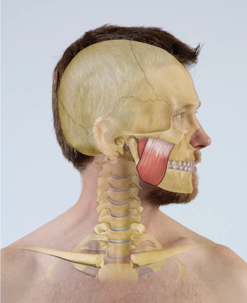 Masseter Teaser Image