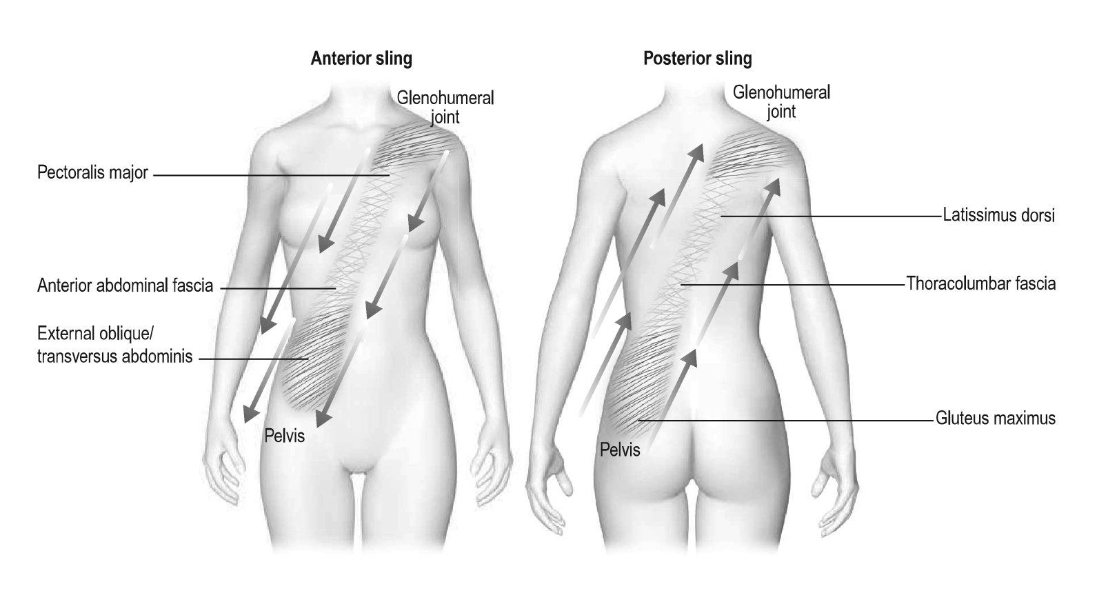 MA_19_FascialDysfunction1_800