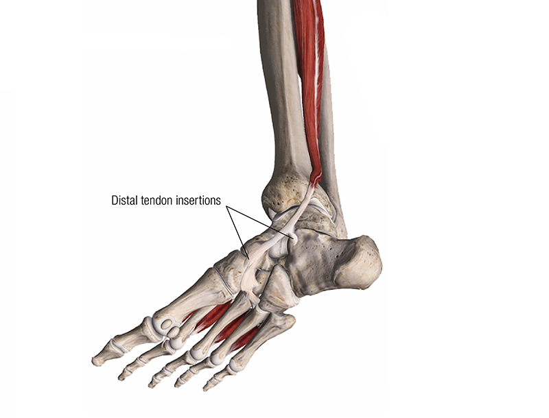 MA_19_ClinicalExplorations2_800