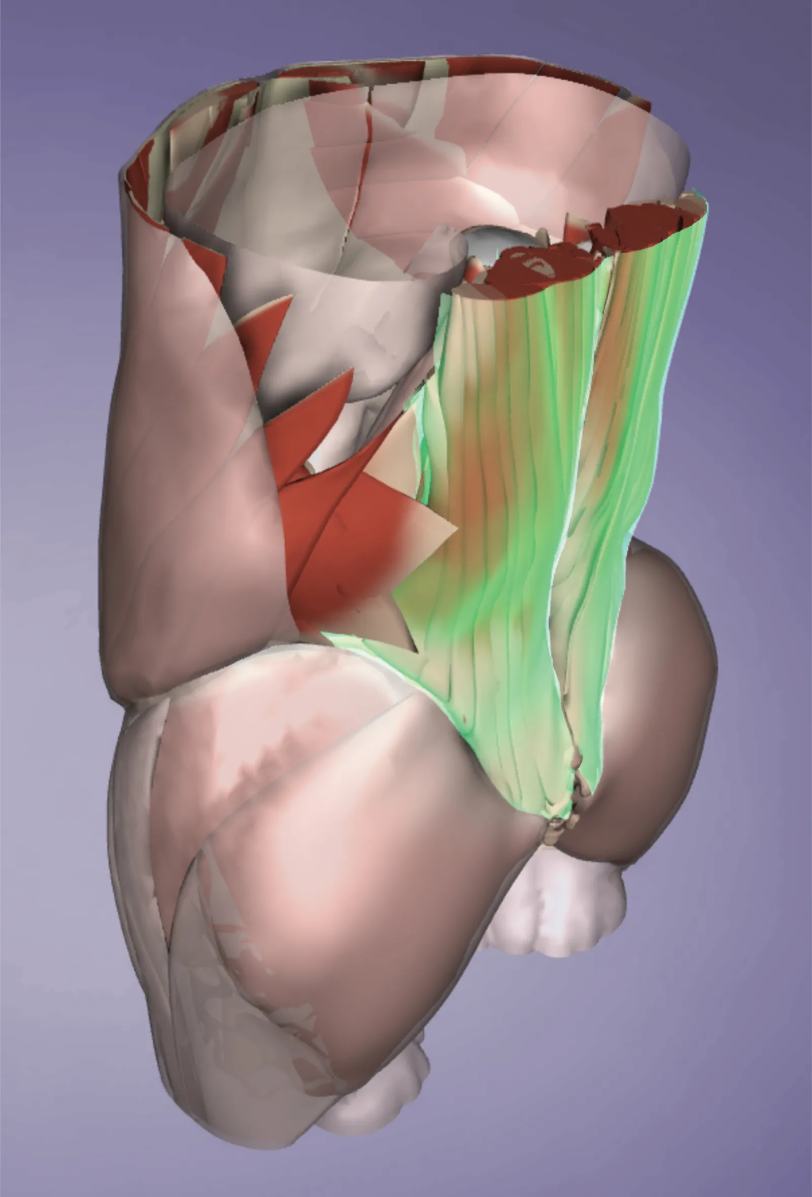 SO_14_Myofascial2_1600